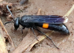 Stizoides renicinctus