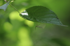Leuculodes lacteolaria