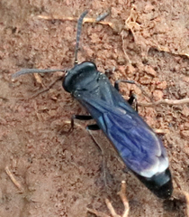 Stizoides renicinctus