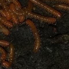 Diplopoda