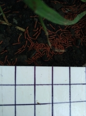 Diplopoda