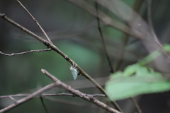Leuculodes lacteolaria