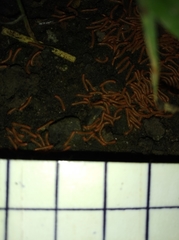Diplopoda
