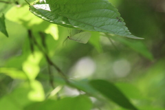 Leuculodes lacteolaria