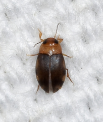 Bidessonotus