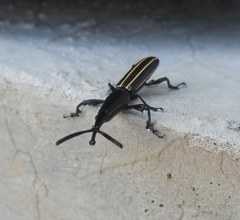 Claeoderes radulirostris