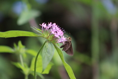 Crusea hispida