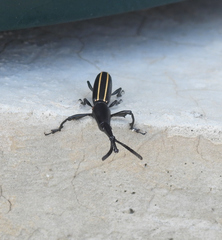 Claeoderes radulirostris