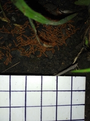Diplopoda