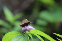 Crusea hispida
