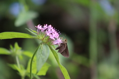 Crusea hispida