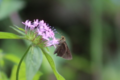 Crusea hispida