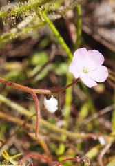Drosera serpens