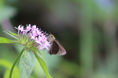 Crusea hispida