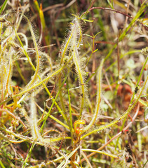Drosera serpens