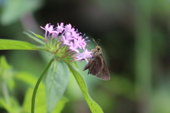 Crusea hispida