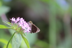 Crusea hispida
