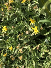 Arnica longifolia
