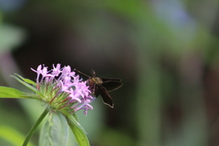 Crusea hispida