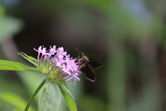 Crusea hispida