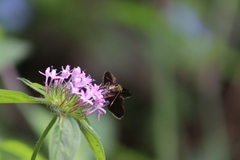Crusea hispida