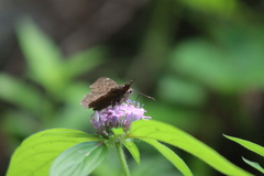 Crusea hispida