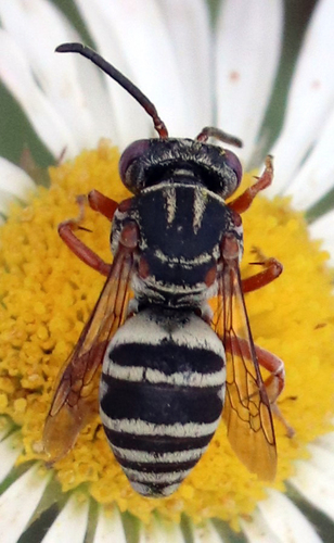 Dwarf Cellophane-cuckoo Bee photo 2