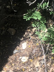 Aspidoscelis sonorae