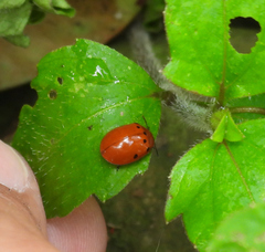 Plagiodera punctigera