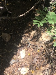 Aspidoscelis sonorae