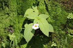 Achimenes occidentalis