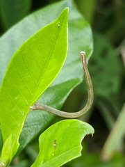 Somatina rufifascia