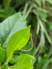Somatina rufifascia