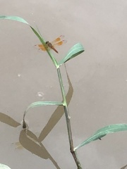 Brachythemis contaminata