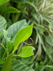 Somatina rufifascia