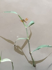 Brachythemis contaminata