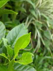 Somatina rufifascia