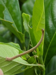 Somatina rufifascia