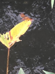 Brachythemis contaminata