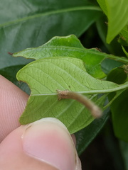 Somatina rufifascia