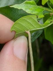 Somatina rufifascia