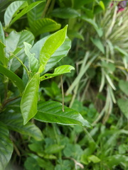Somatina rufifascia