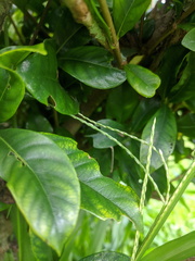 Somatina rufifascia