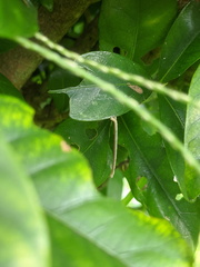 Somatina rufifascia