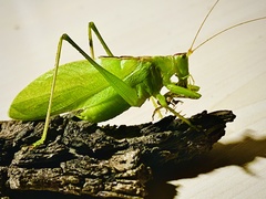 Hexacentrus unicolor