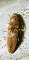 Conoderus scissus