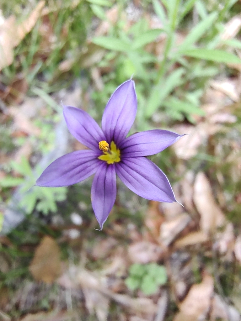 stiff blueeyed grass from La Paz, B.C.S., México on August 5, 2021 at