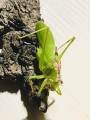 Hexacentrus unicolor