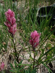 Castilleja parviflora olympica
