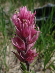 Castilleja parviflora olympica